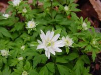 Big long lasting white and green flowers